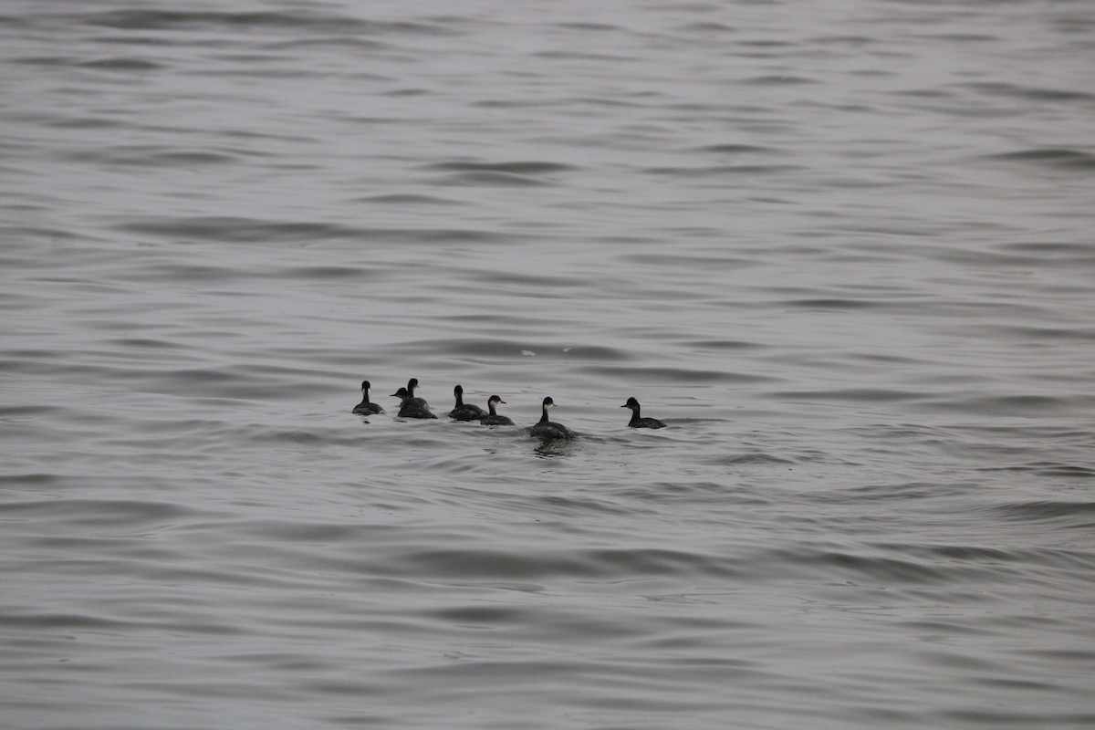 Eared Grebe - ML647873365