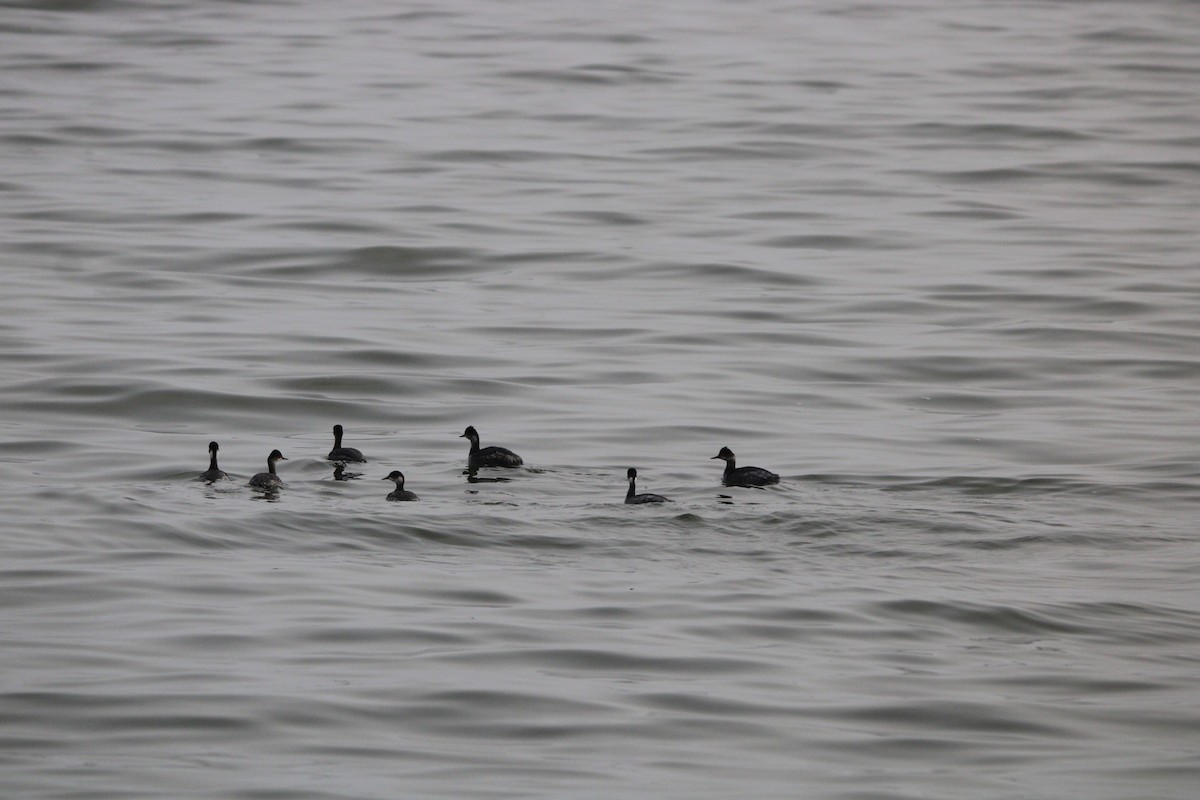 Eared Grebe - ML647873366