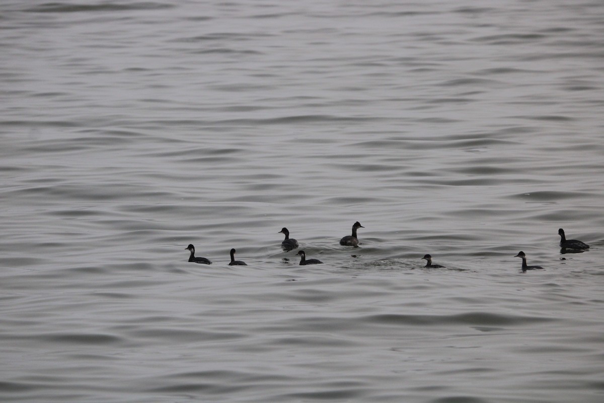 Eared Grebe - ML647873367