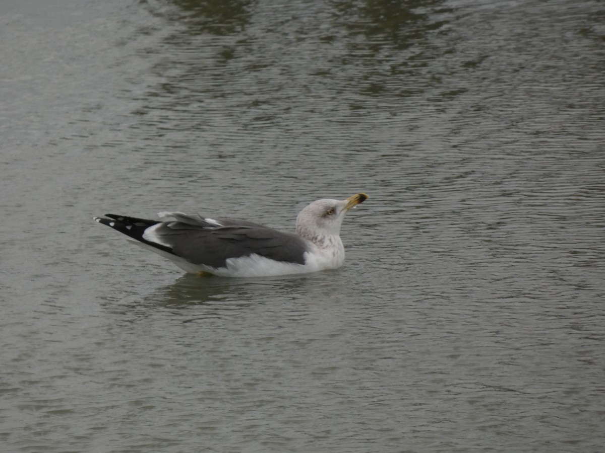 Lesser Black-backed Gull - ML647873383