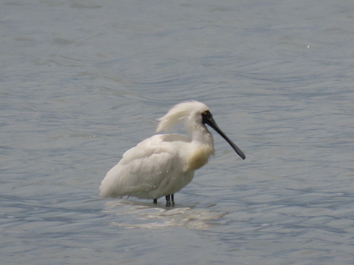 Royal Spoonbill - ML647873385