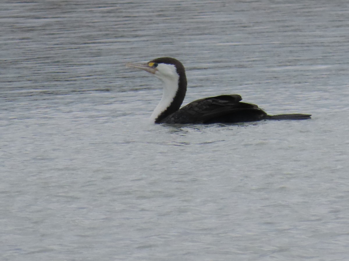 Pied Cormorant - ML647873391