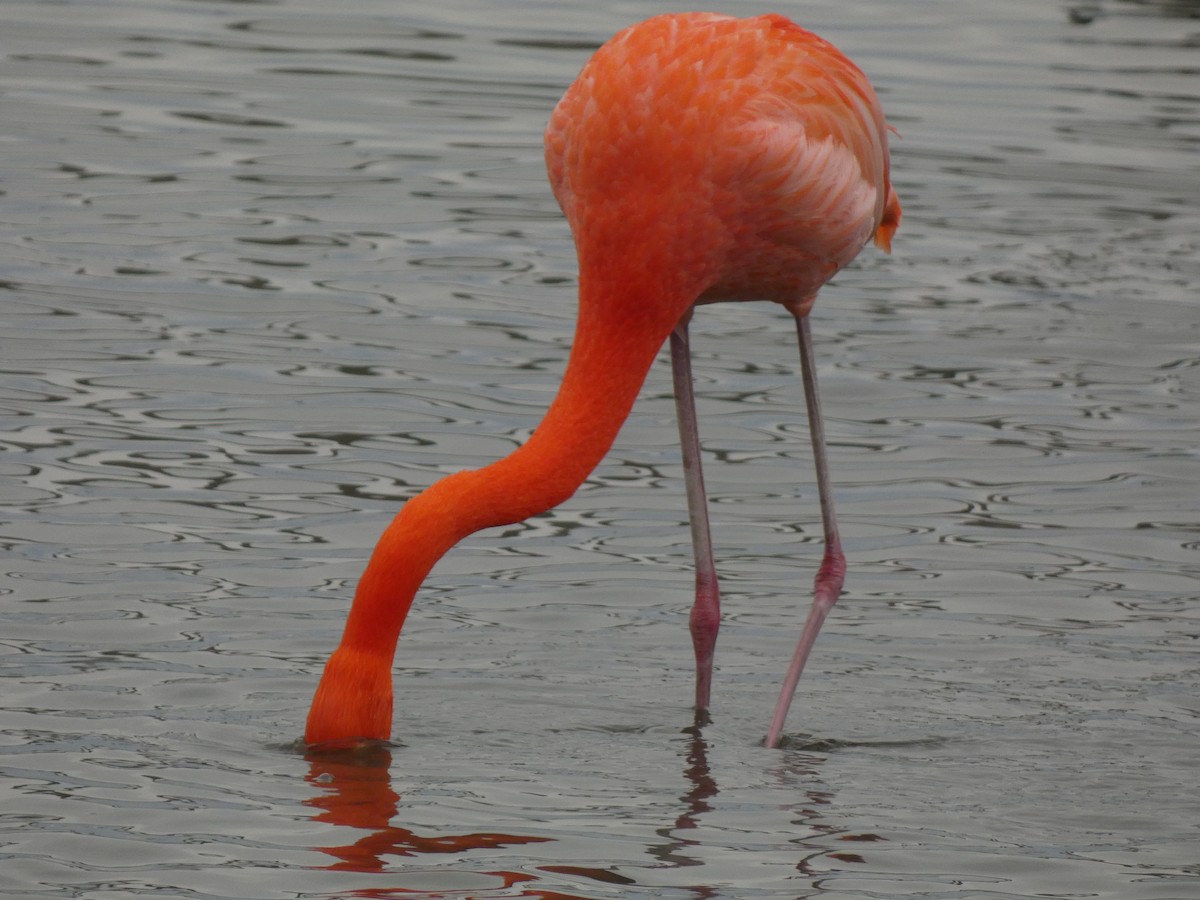 American Flamingo - ML647873401