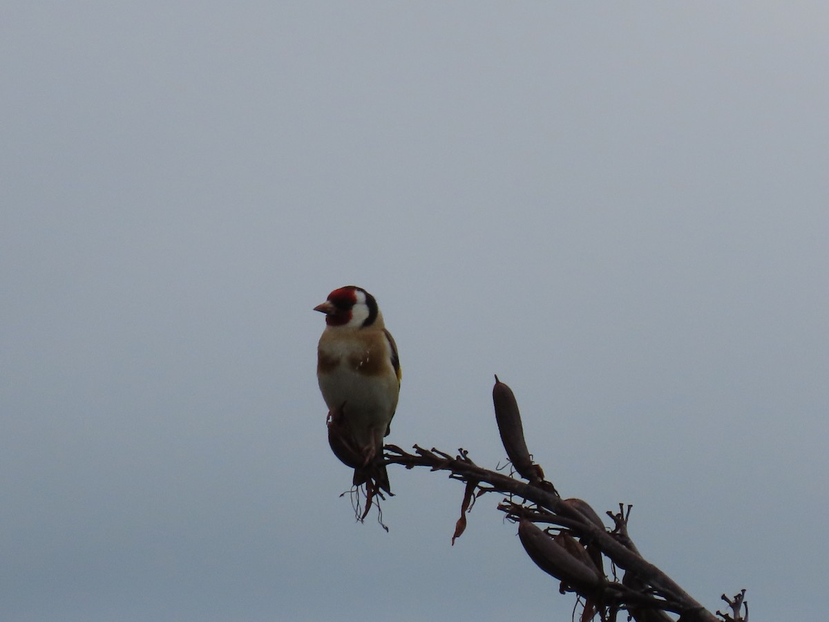 European Goldfinch - ML647873403