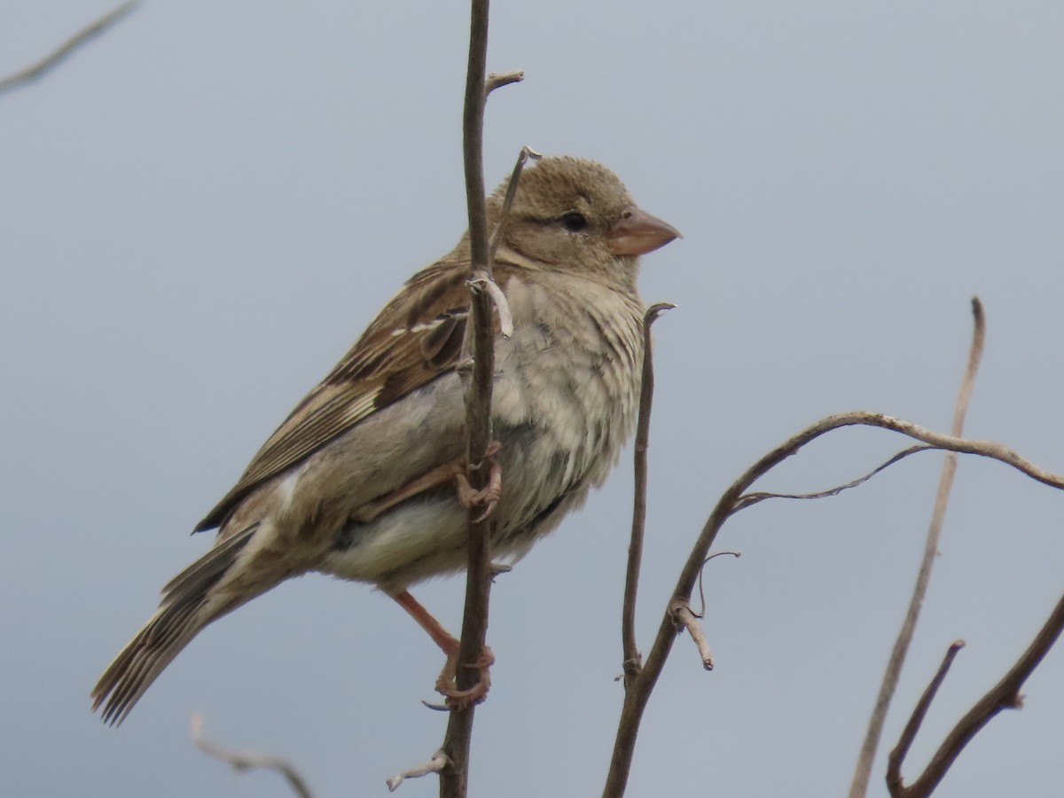 House Sparrow - ML647873411