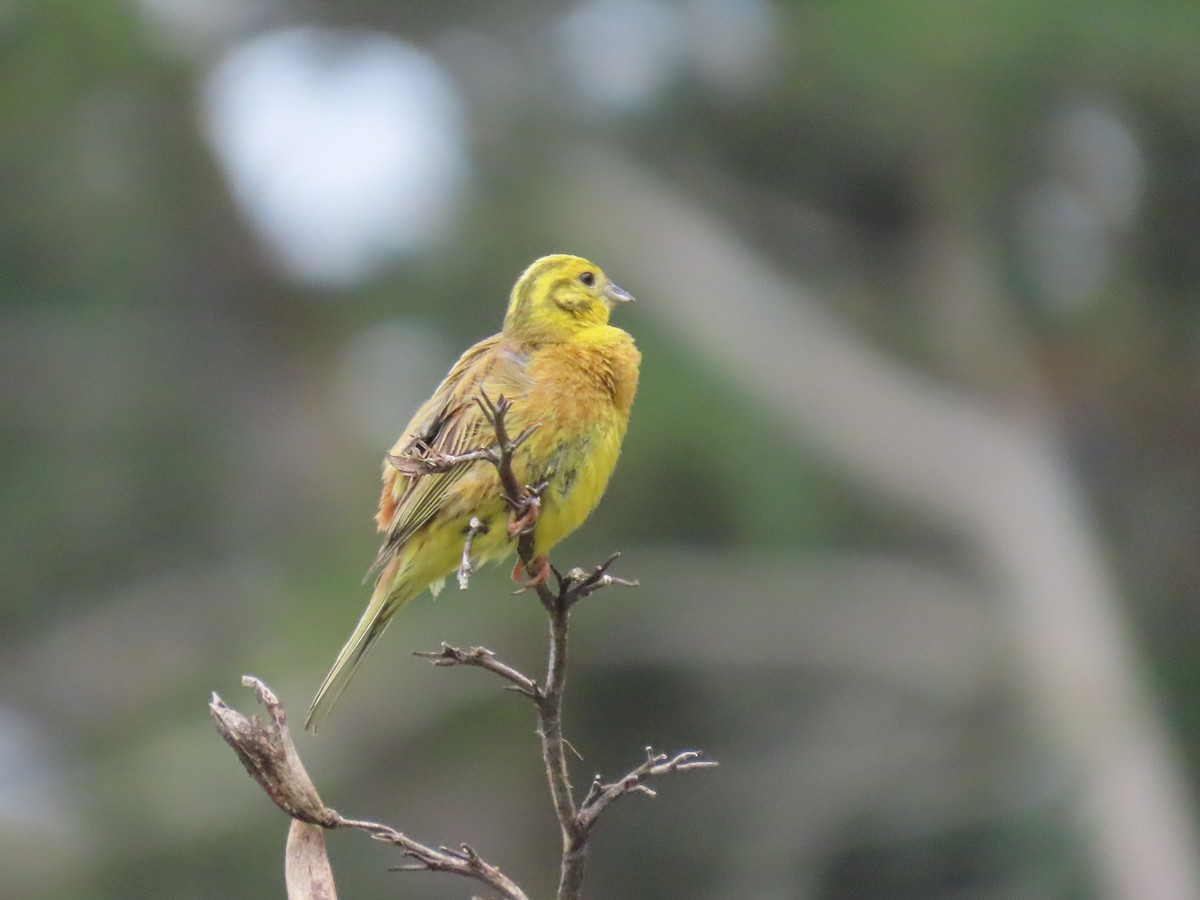 Yellowhammer - ML647873425