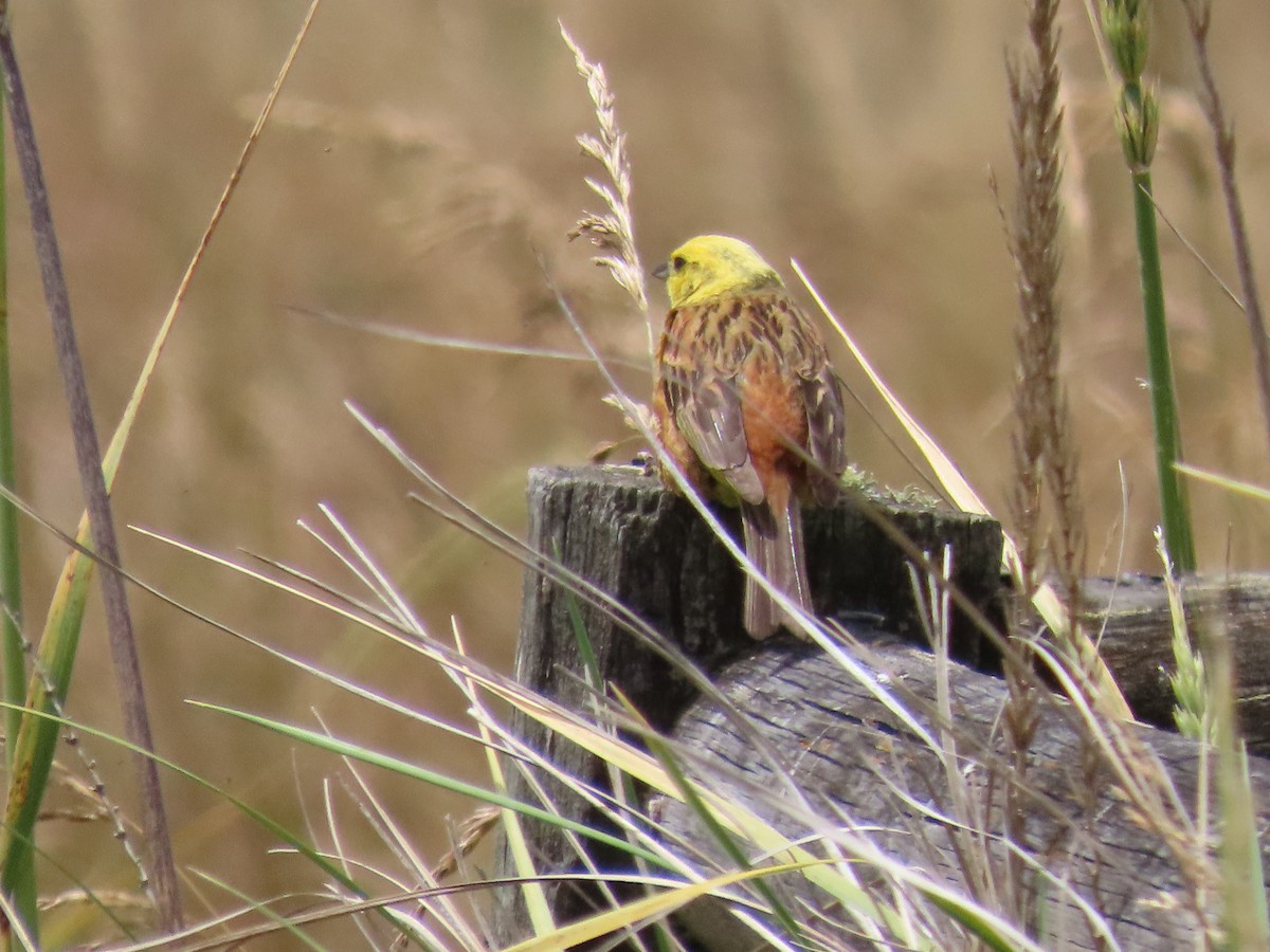 Yellowhammer - ML647873426