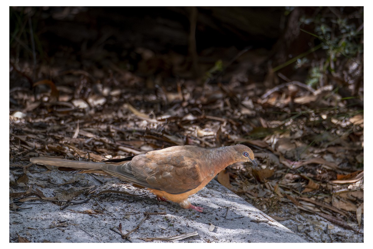 Maronentaube - ML647873447