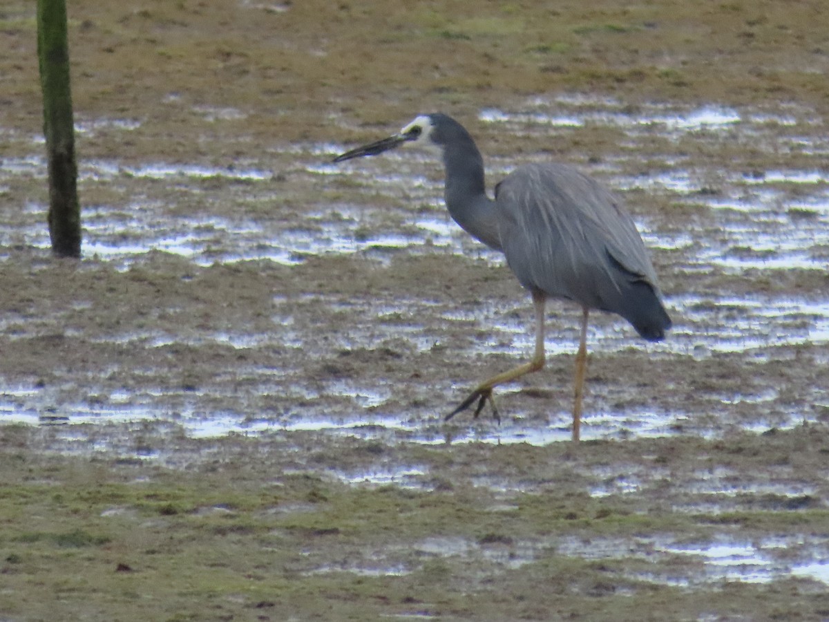 White-faced Heron - ML647873460