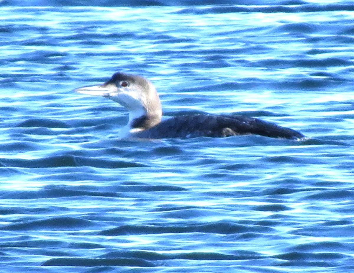 potáplice lední - ML647873463