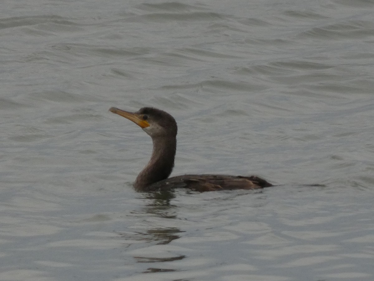 Neotropic Cormorant - ML647873467