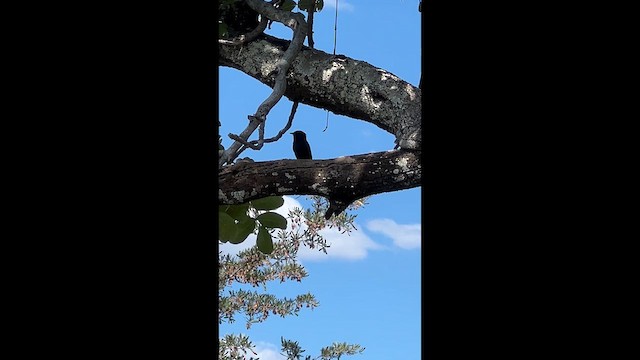 Fork-tailed Drongo - ML647873472