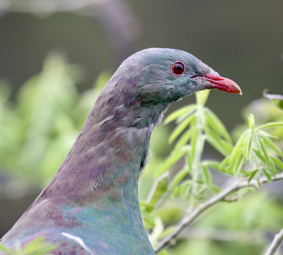 New Zealand Pigeon - ML647873491