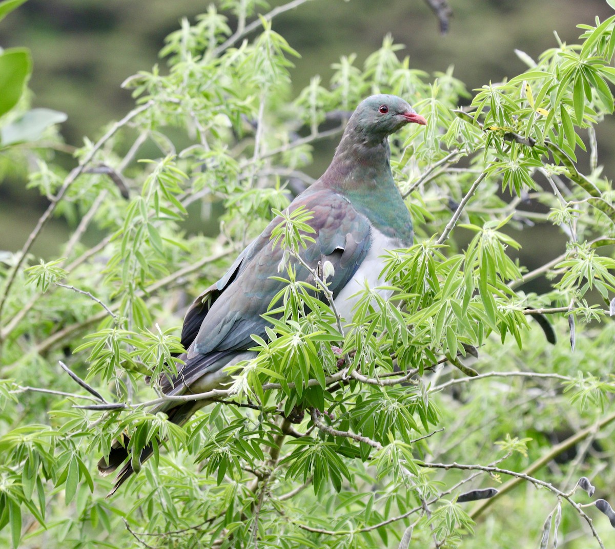 New Zealand Pigeon - ML647873492