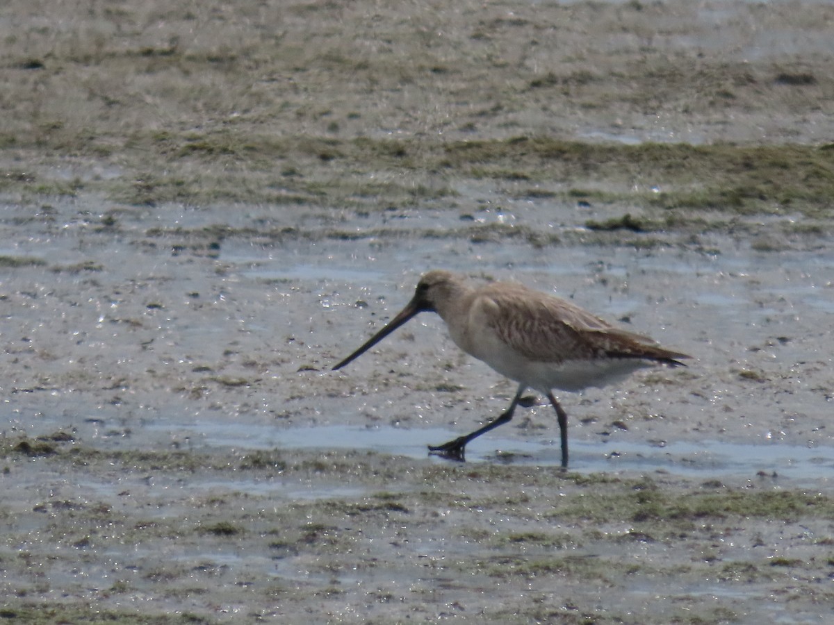 Bar-tailed Godwit - ML647873500