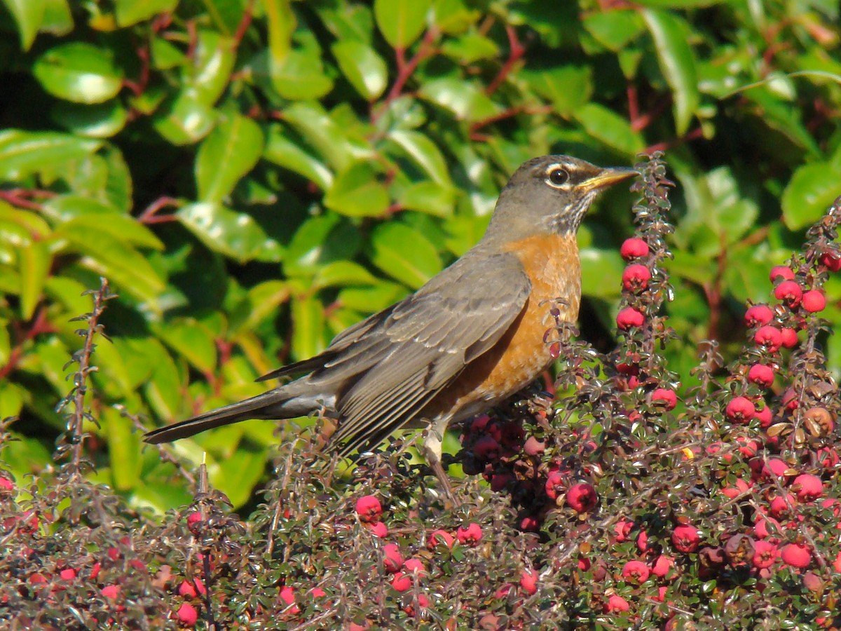 American Robin - ML647873503