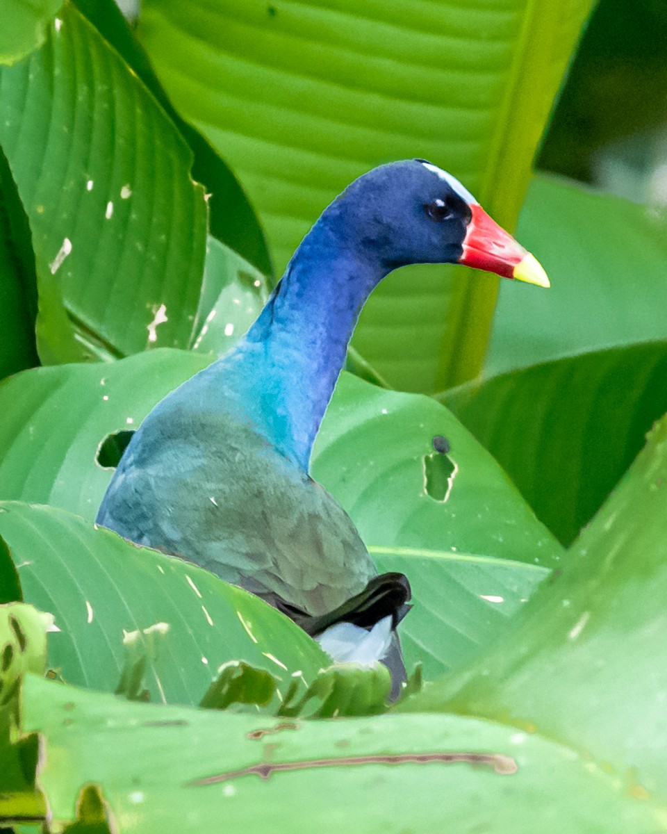 Uroilo urdin amerikarra - ML647873509