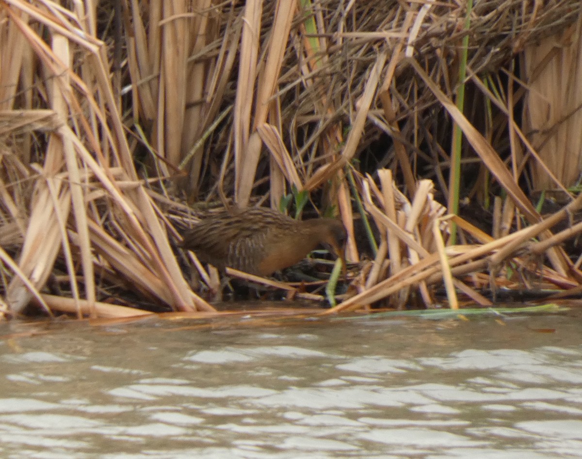 Clapper Rail - ML647873510