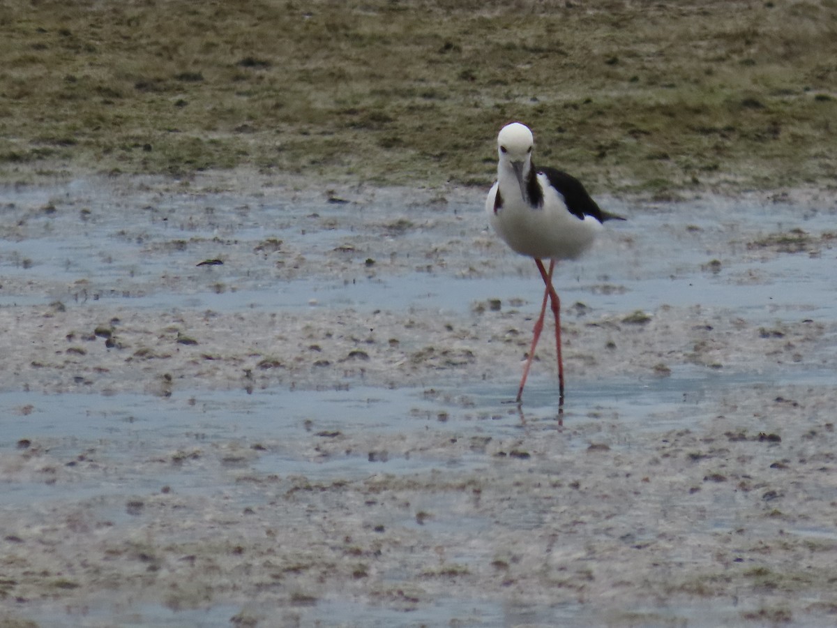 Pied Stilt - ML647873511
