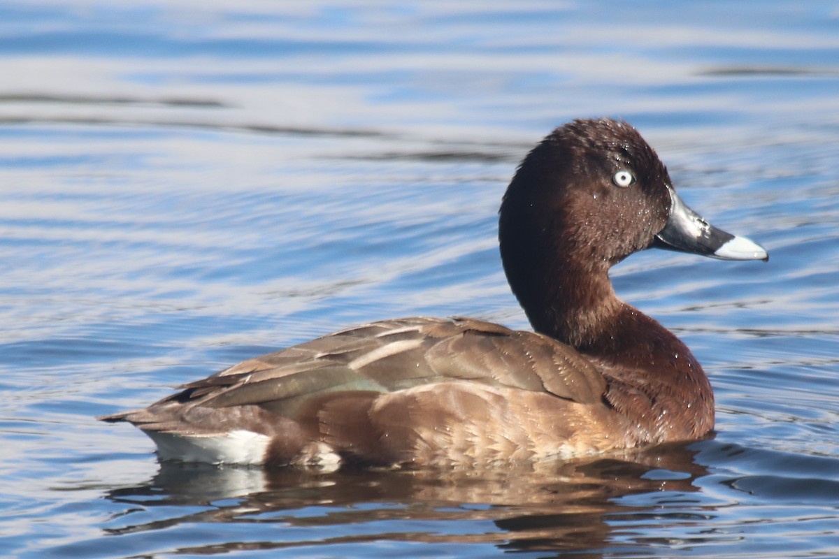 Hardhead - ML647873532