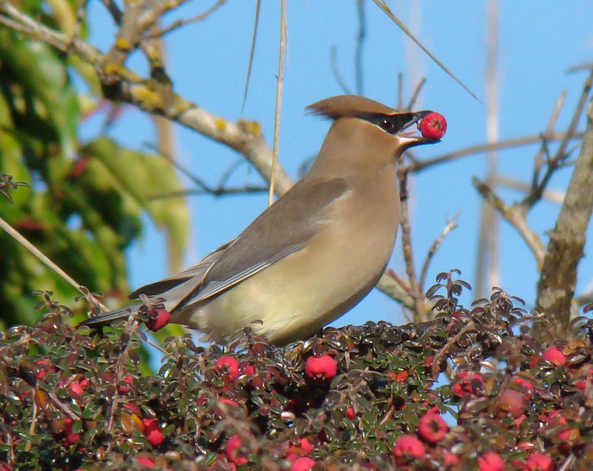 Cedar Waxwing - ML647873562