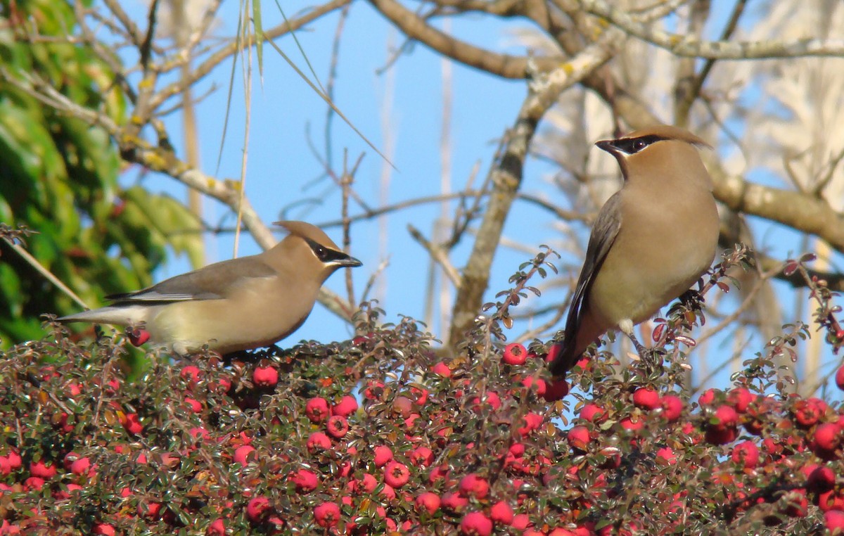 Cedar Waxwing - ML647873563