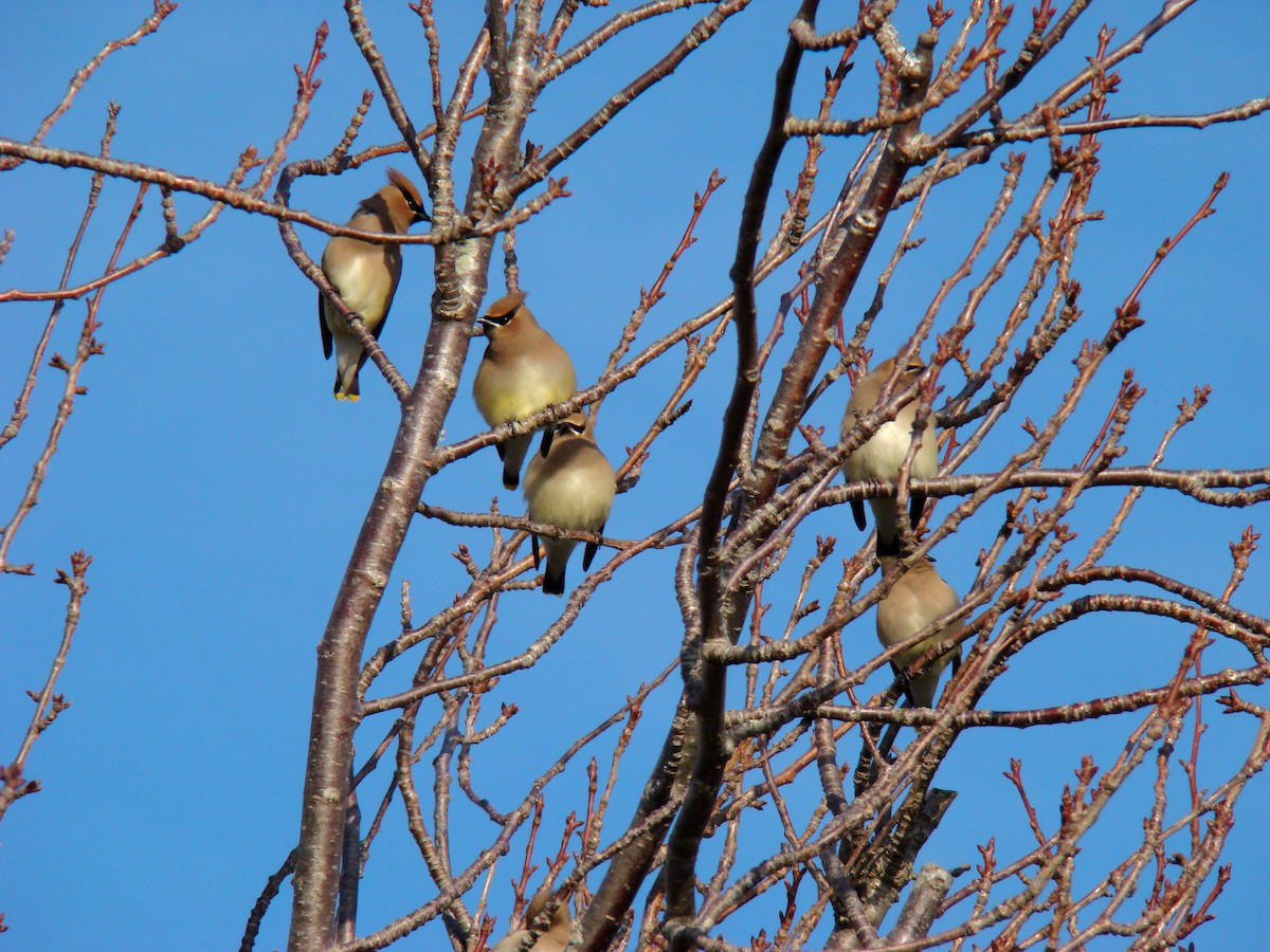 Cedar Waxwing - ML647873564