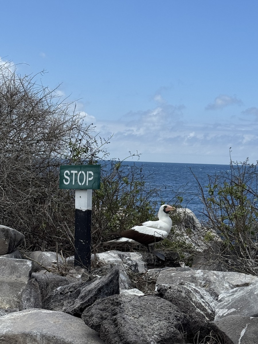 Nazca Booby - ML647873571
