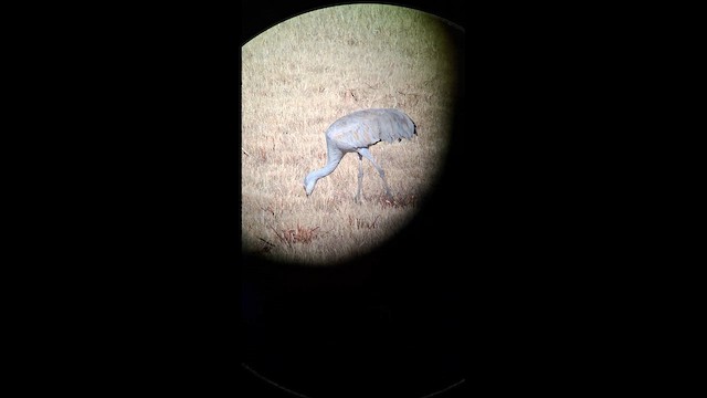 Sandhill Crane - ML647873596