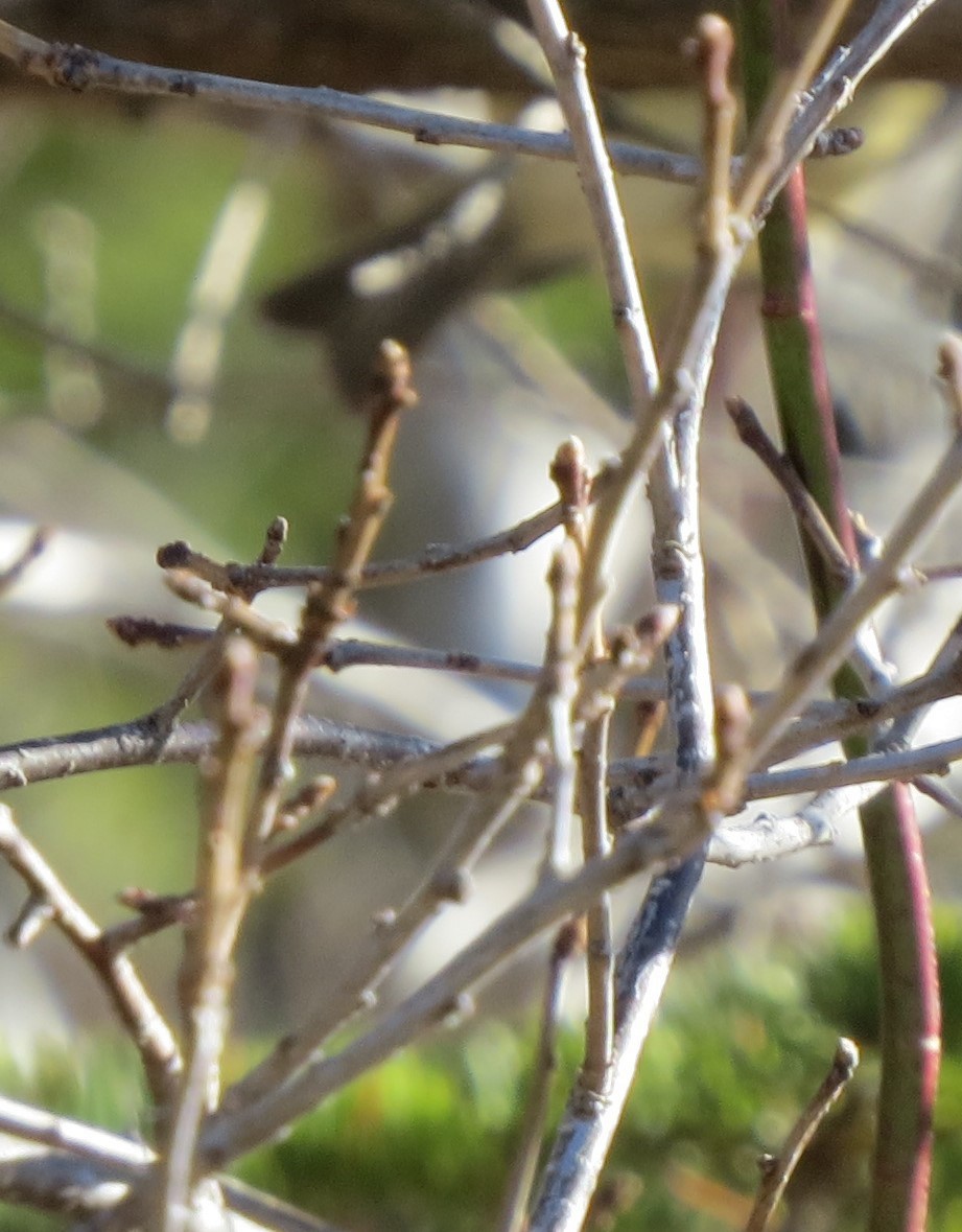 Золотомушка рубіновочуба - ML647873613