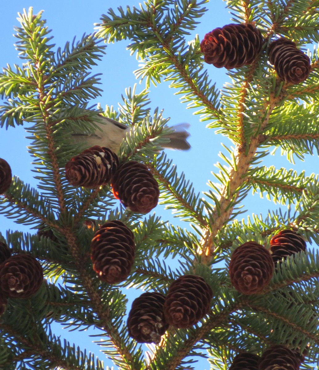 Золотомушка рубіновочуба - ML647873616