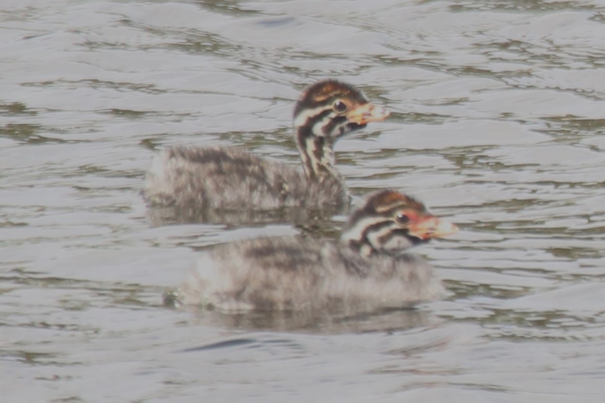 Australasian Grebe - ML647873620