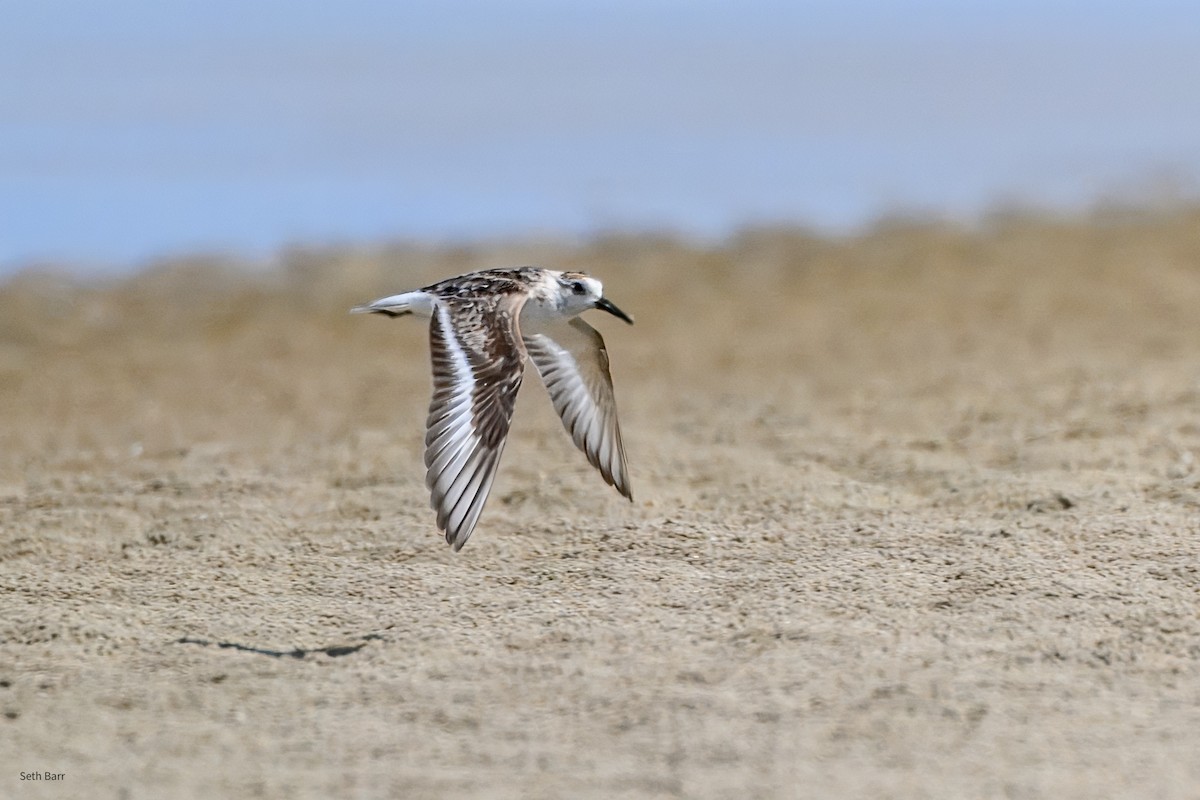 Песчанка - ML647873635