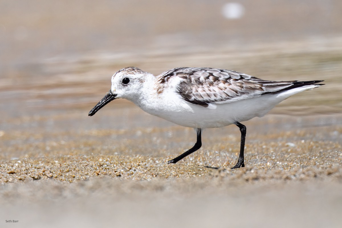 Песчанка - ML647873636