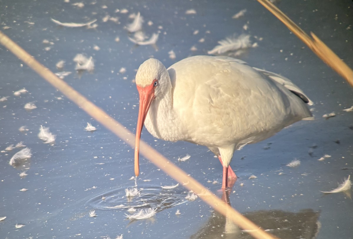 White Ibis - ML647873645