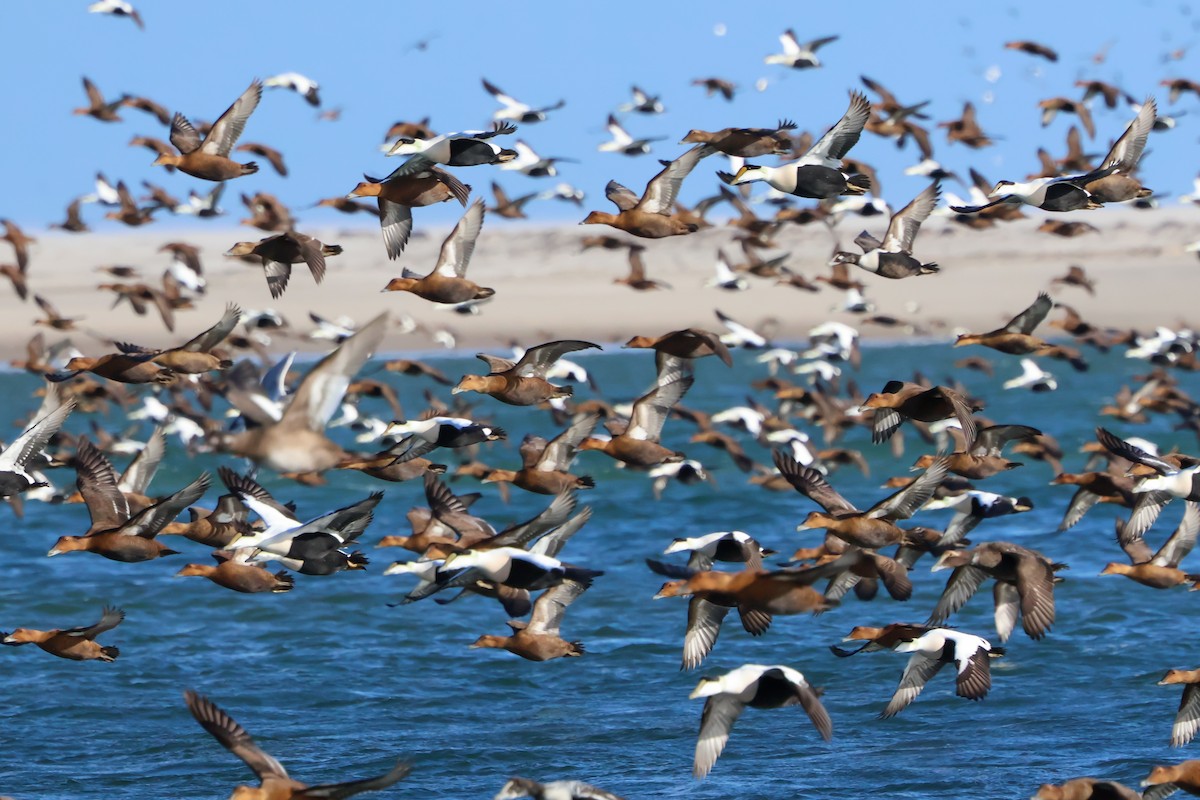 Пухівка зеленошия - ML647873648