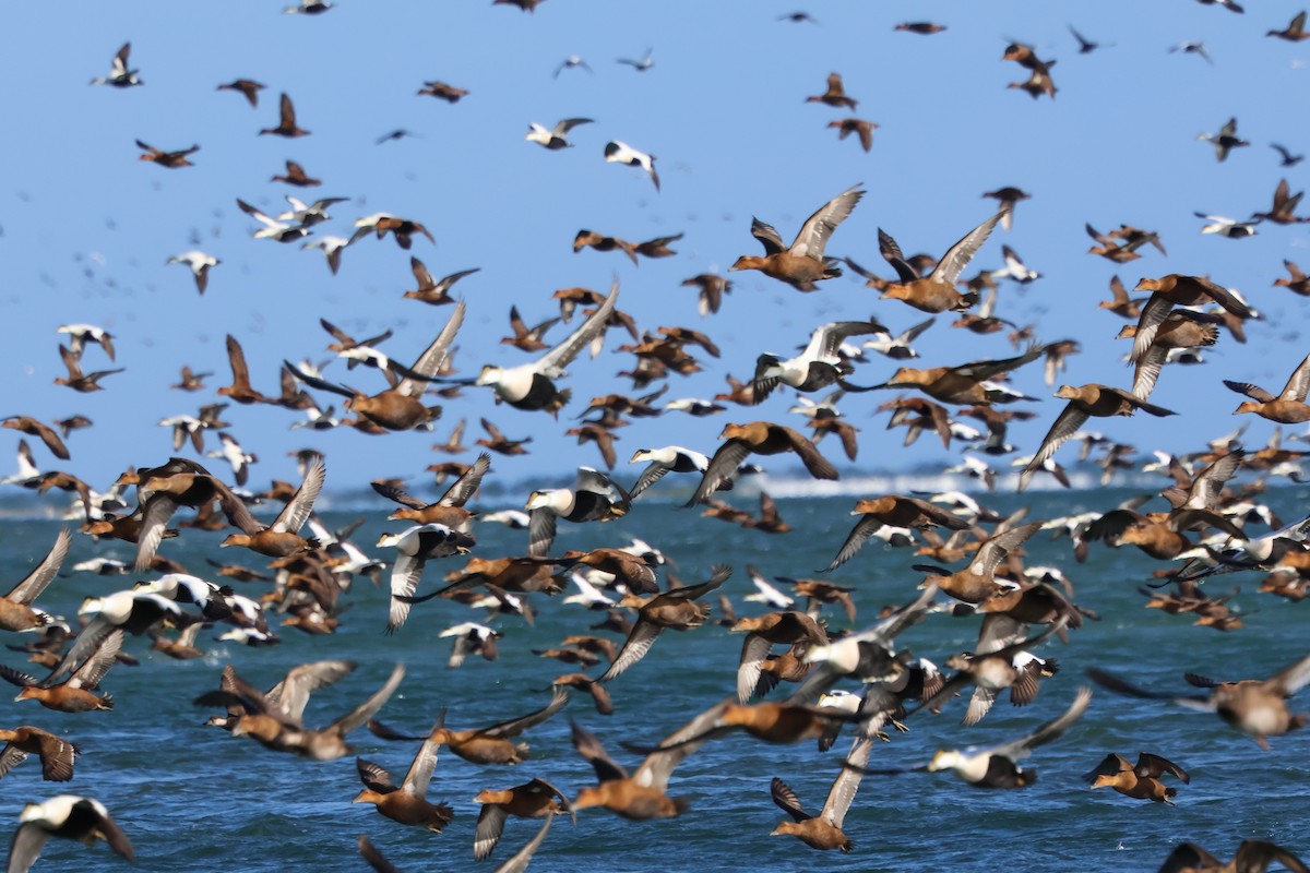 Пухівка зеленошия - ML647873649