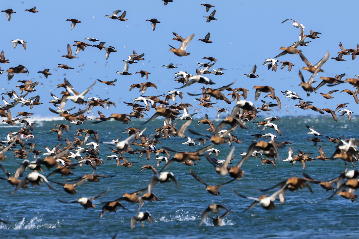 Пухівка зеленошия - ML647873650