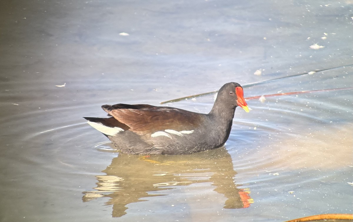 Курочка латиноамериканська - ML647873655