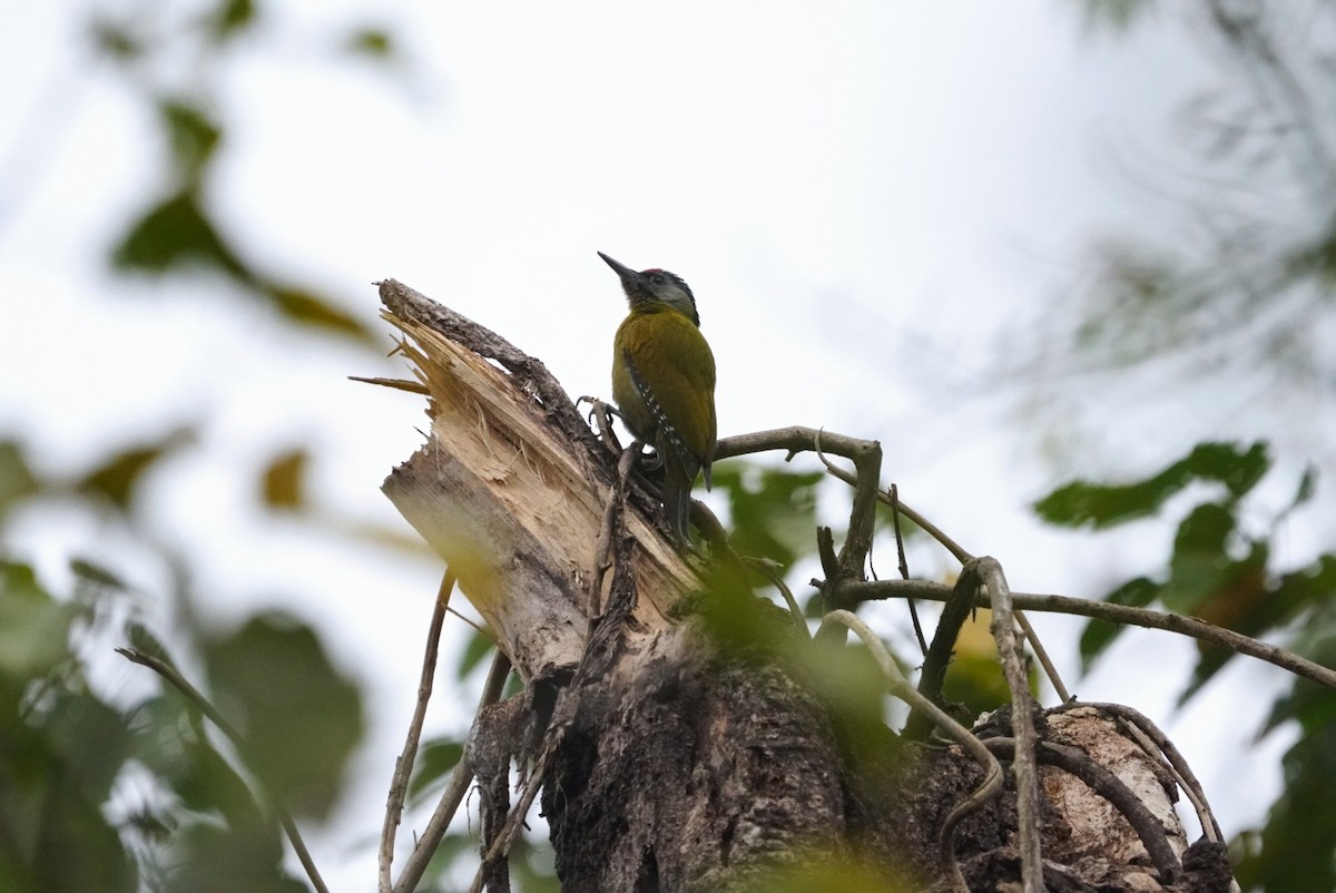 Жовна сива - ML647873657