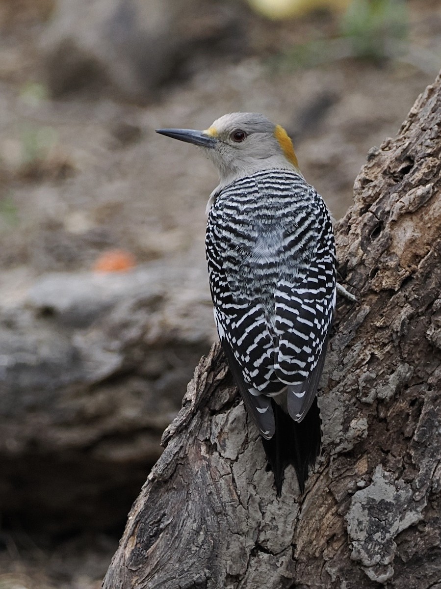 Гіла золотоголова - ML647873658