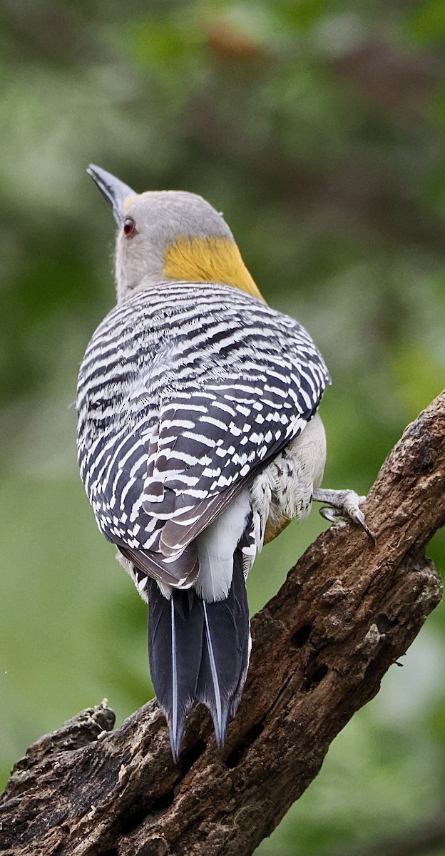 Гіла золотоголова - ML647873659