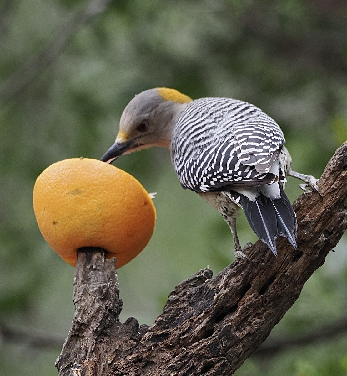 Гіла золотоголова - ML647873660