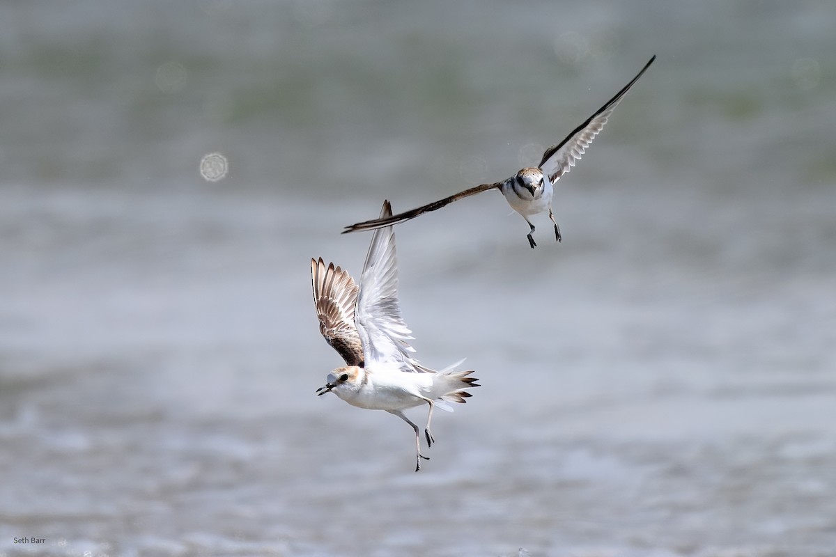 Пісочник китайський - ML647873661