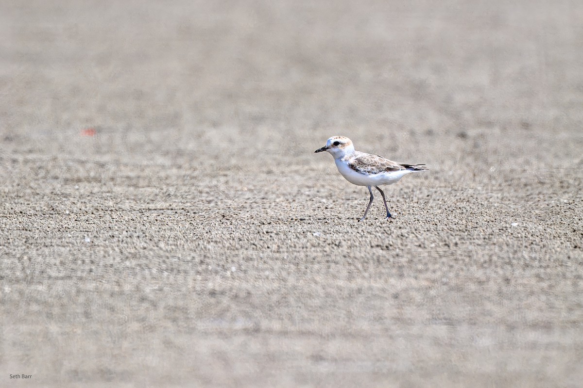 Пісочник китайський - ML647873662