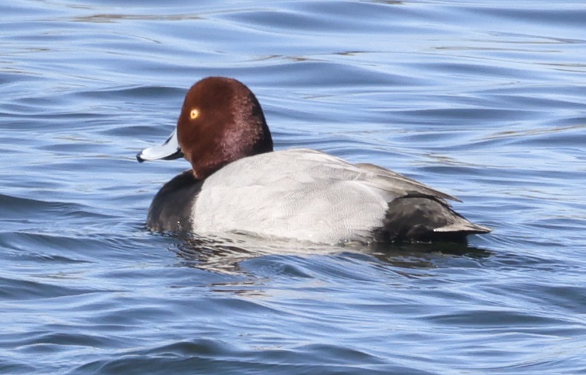 Попелюх американський - ML647873664