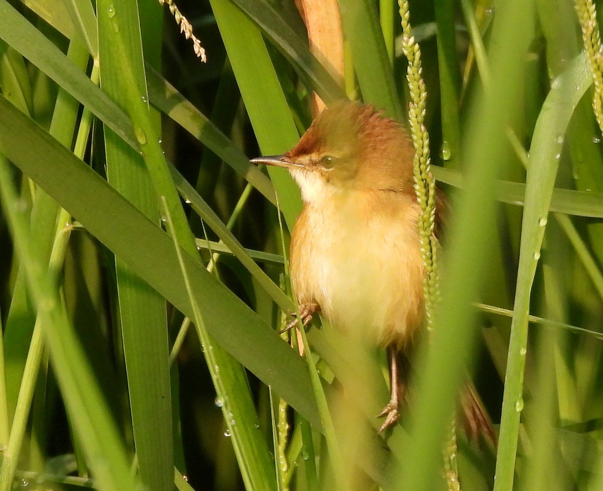 Очеретянка індійська - ML647873665