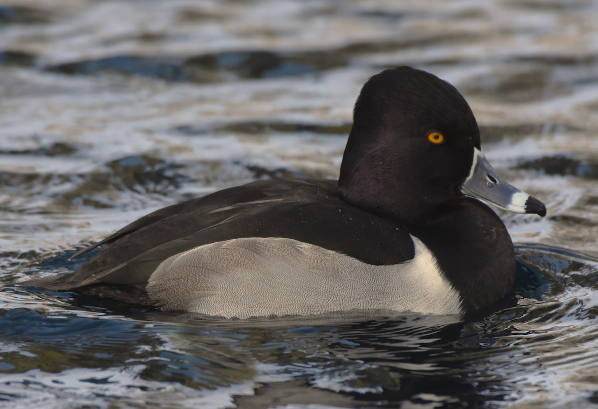 Чернь канадська - ML647873666