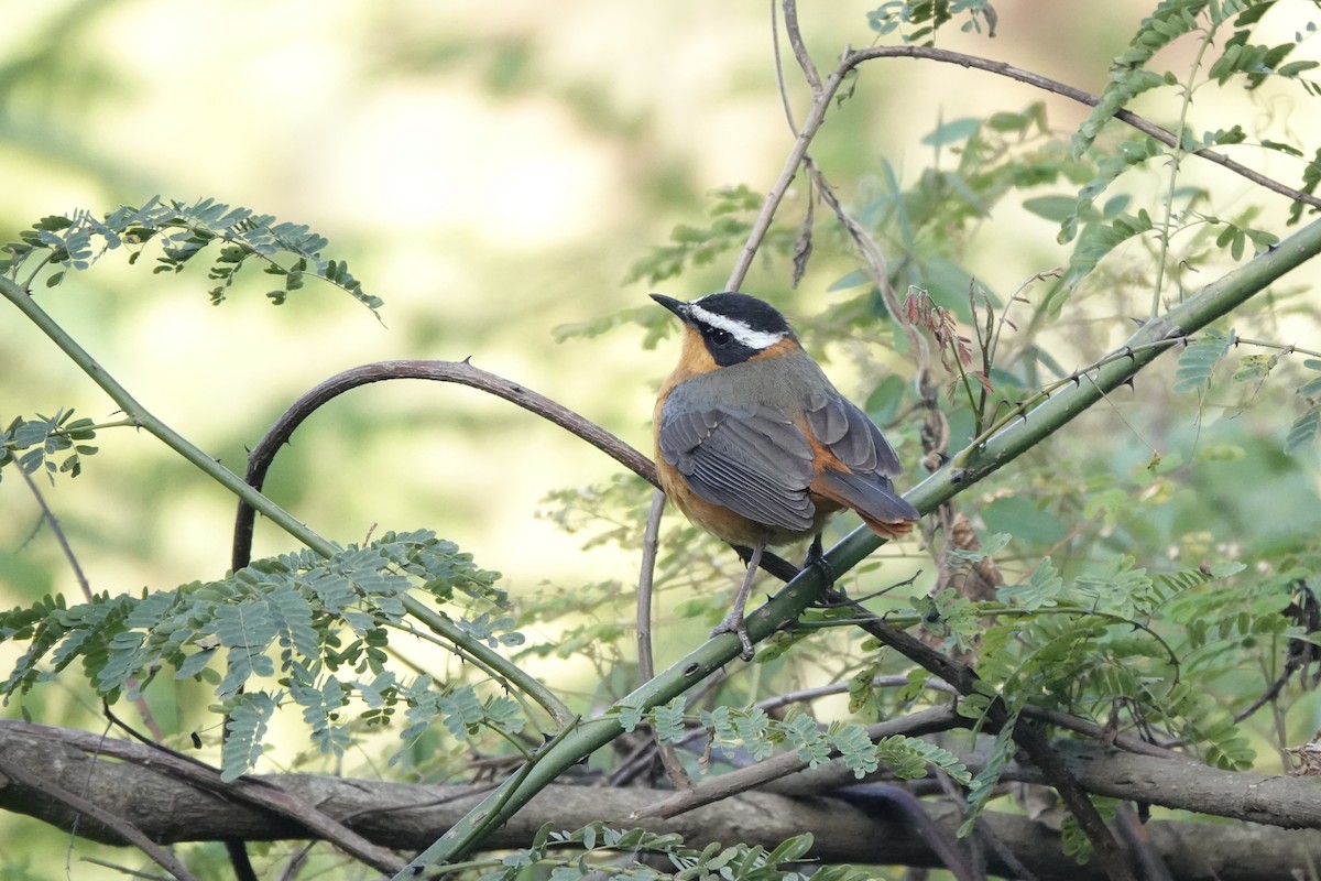 Золотокіс білобровий - ML647873667