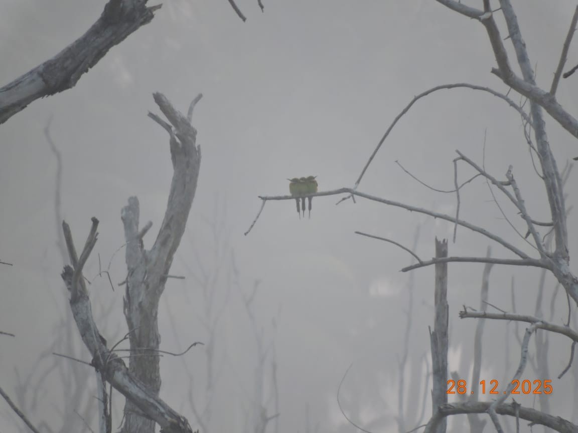 Бджолоїдка мала - ML647873670